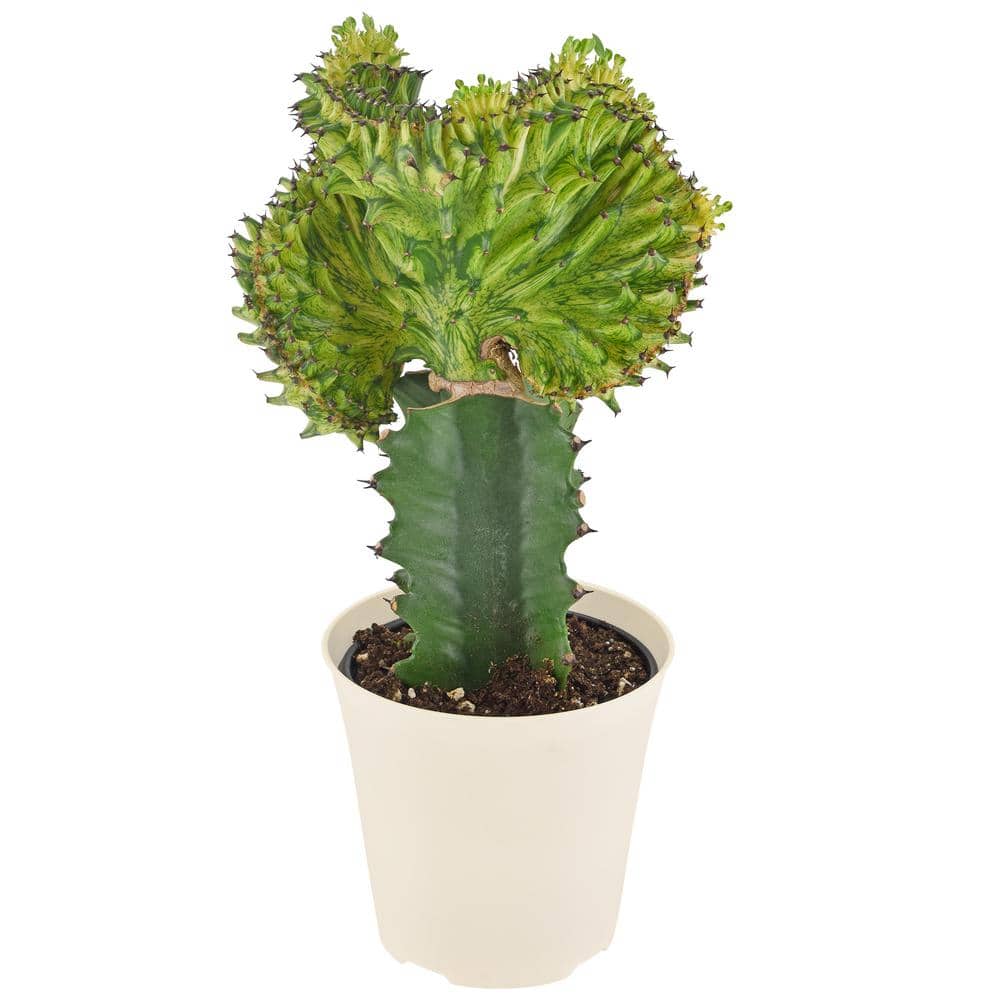 4 in. Green Marmaid Tail Coral Cactus Live Indoor Plant in Beige Plastic Pot Cover - Hercitys