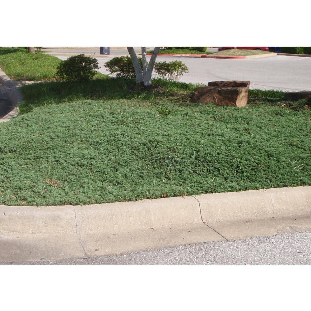 2.25 Gal. Blue Rug Juniper Live Shrub with Silvery-Blue Foliage - Hercitys