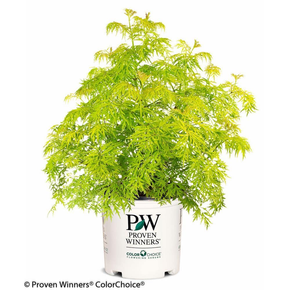2 Gal. Lemony Lace Elderberry (Sambucus) Bright Yellow Foliage and White Flowers, Fall Red Berries - Hercitys