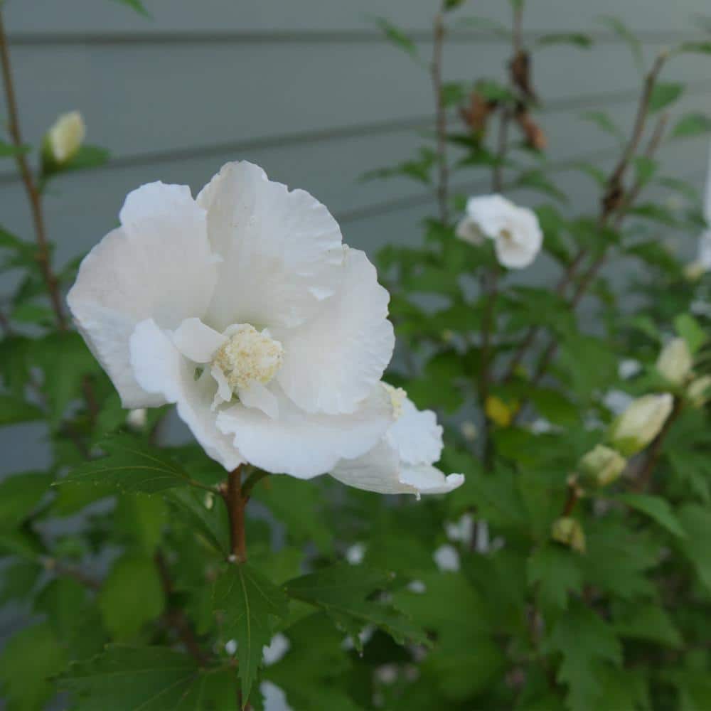 2 Gal. White Pillar Rose of Sharon (Hibiscus) Plant with White Flowers - Hercitys
