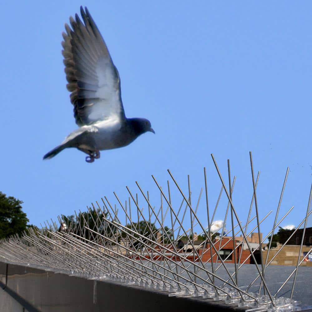 50 ft. Stainless Steel Bird Spikes Pigeons Starling Blackbirds Seagulls 6 in. Coverage - Hercitys