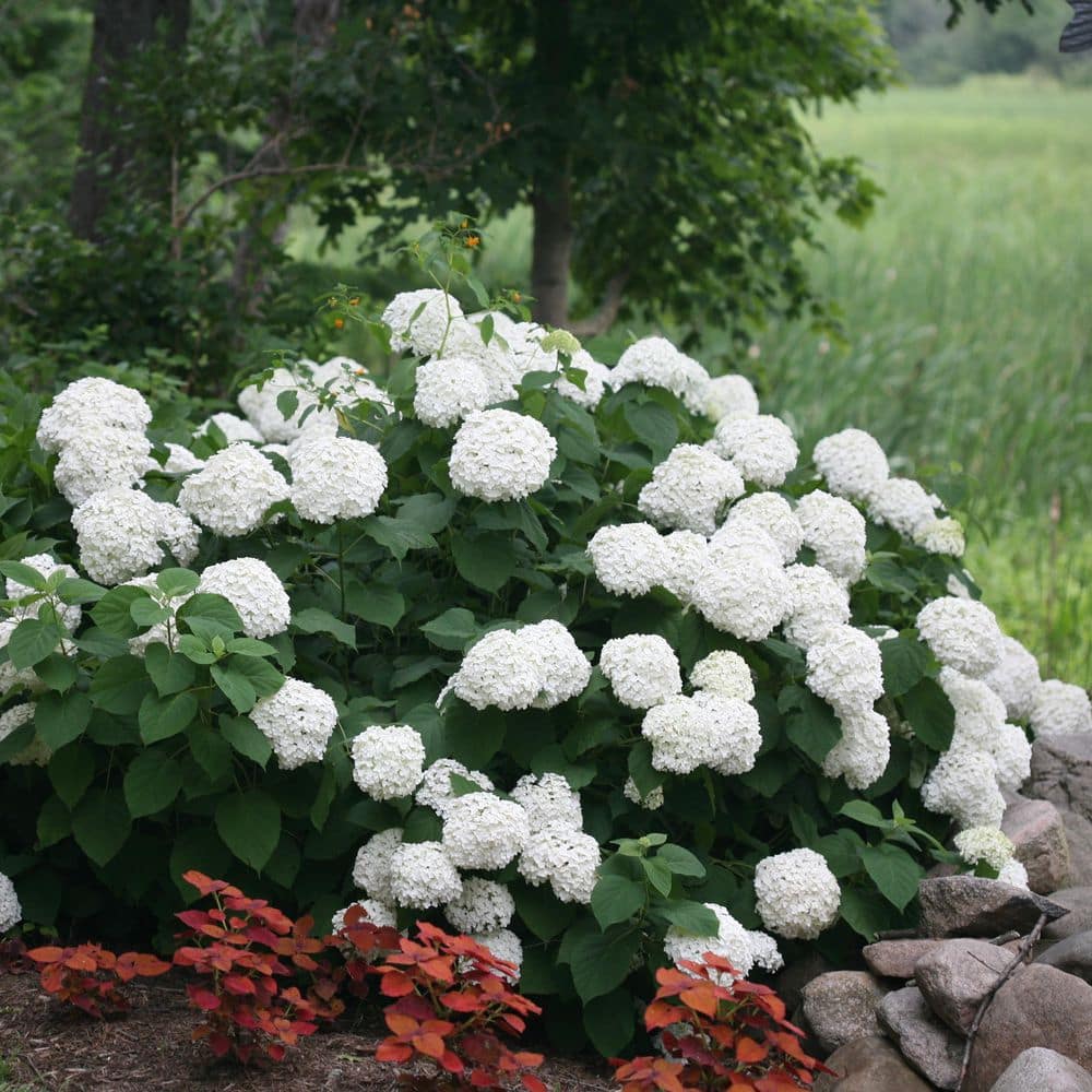 4.5 in. Qt. Incrediball Smooth Hydrangea, Live Shrub, Green to White Flowers - Hercitys
