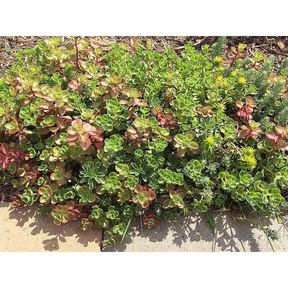 10 in. x 10 in. Perennial Sedum Tile Paver Mix (2-Pack) - Hercitys