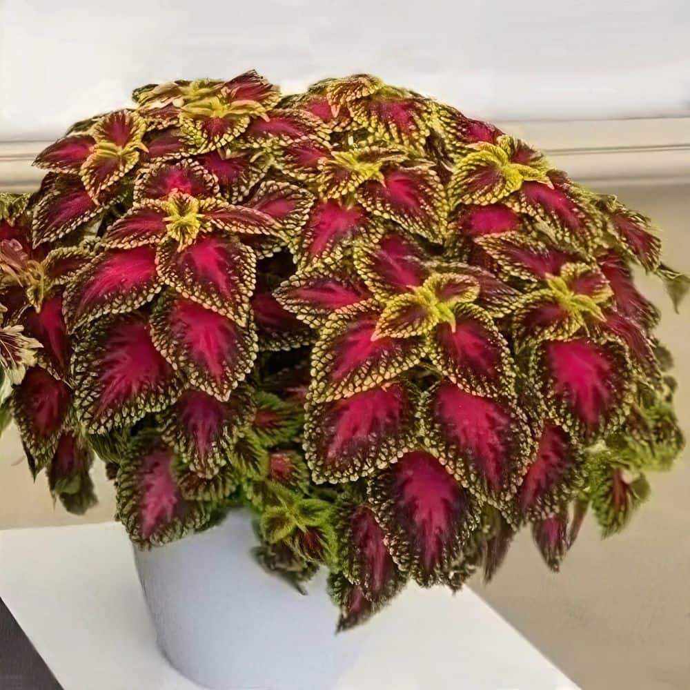 3.25 in. Coleus Party Time Pink Berry Annual Plant (3-Pack) - Hercitys