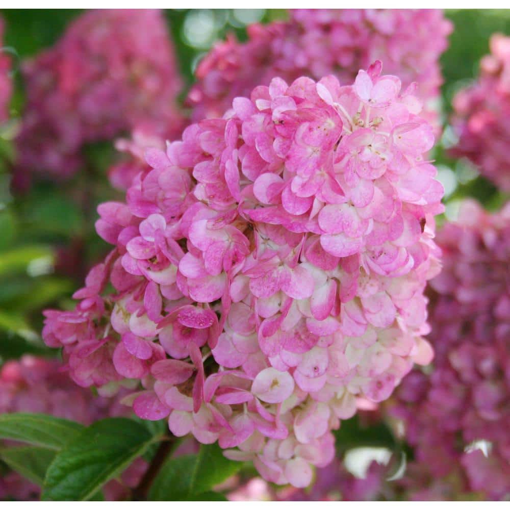 1 Gal. Strawberry Sundae Hydrangea Flowering Shrub with White to Pink Flowers - Hercitys
