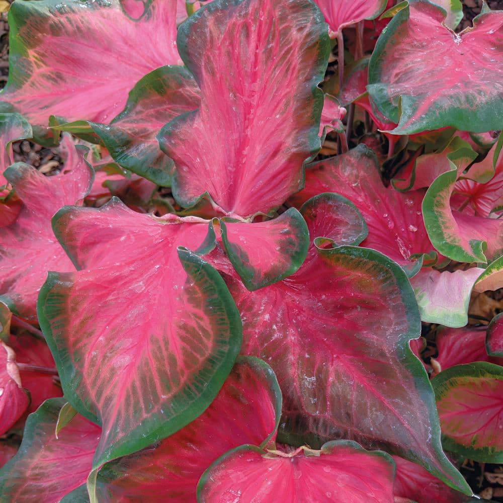 4 in. Caladium Sangria Perennial Plant (3-Pack) - Hercitys