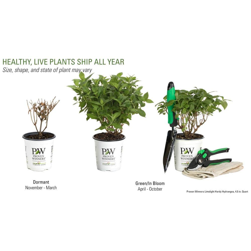 4.5 in. qt. Limelight Hardy Hydrangea (Paniculata) Live Shrub, Green to Pink Flowers - Hercitys