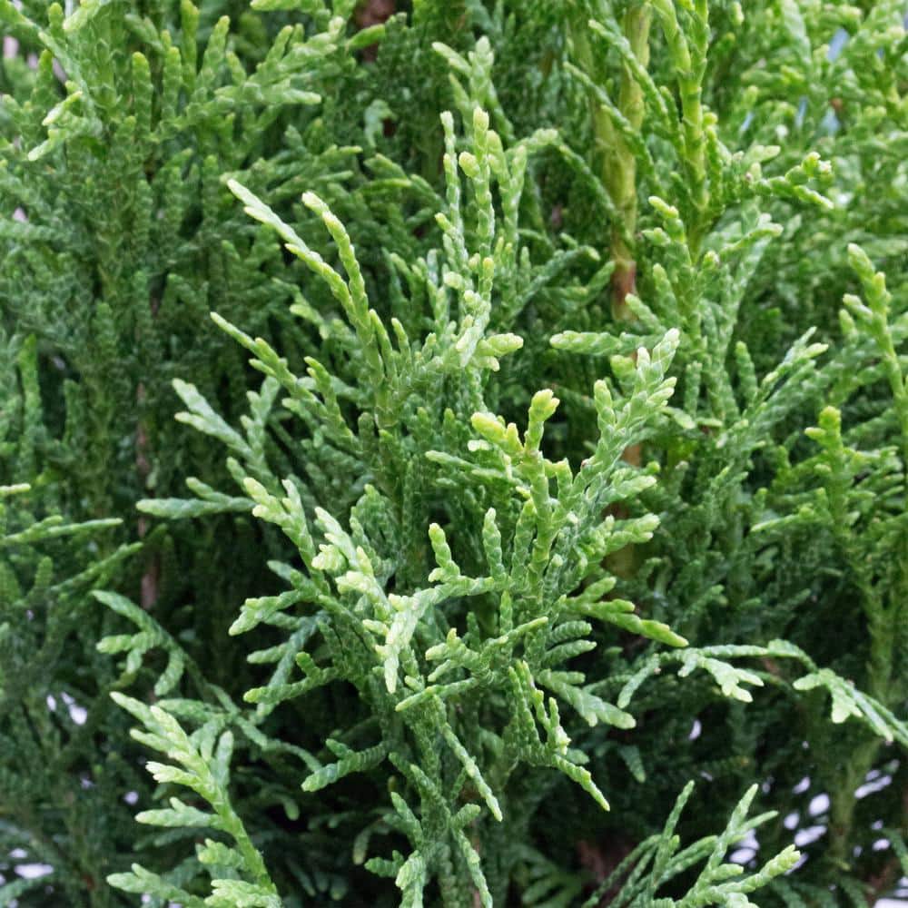 1 Gal. Emerald Green Arborvitae Shrub with Green Foliage - Hercitys