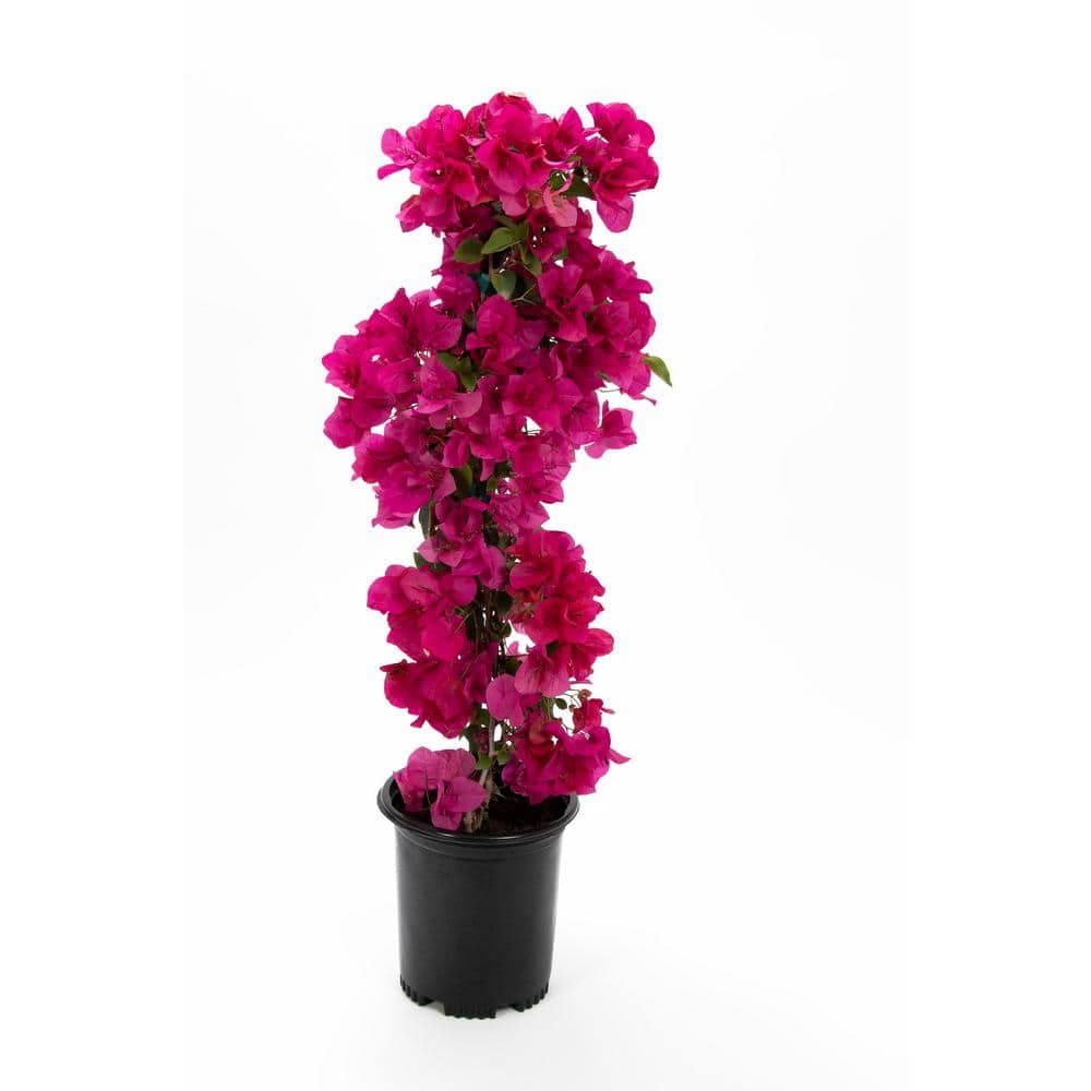 2.5 qt. Bougainvillea Barba Kasrt Shrub – Vine - Hercitys