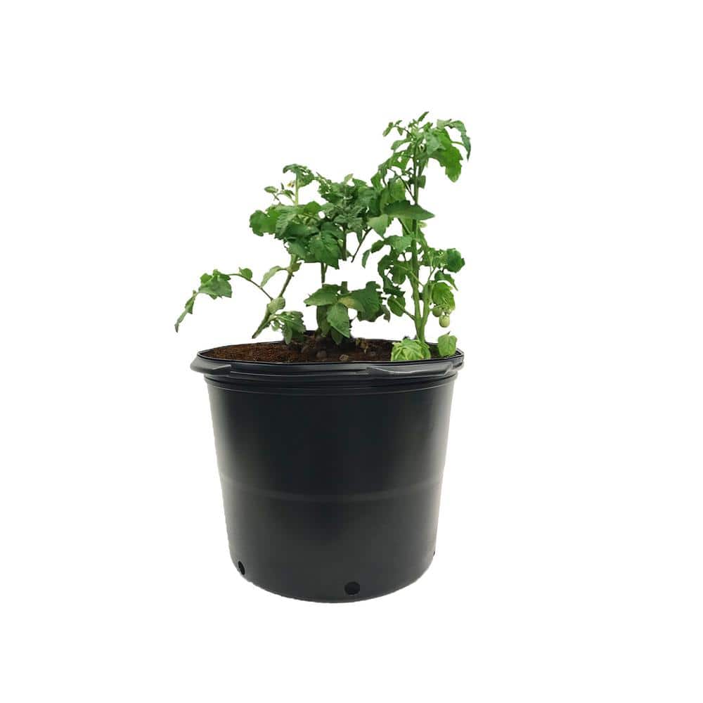 14 in. Dia Black Black Plastic 7 Gal. Nursery Pots (10-Pack) - Hercitys