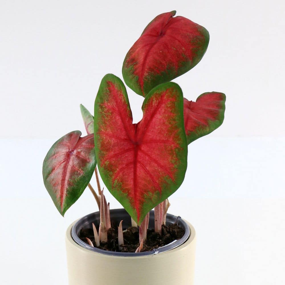 4 in. Caladium Bombshell Plant (3-Pack) - Hercitys