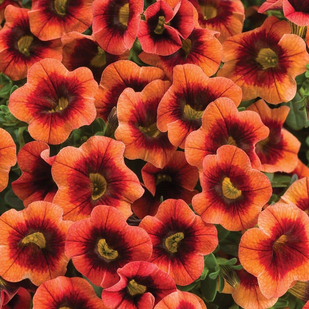 4.25 in. Eco+ Grande Superbells Tangerine Punch (Calibrachoa hybrid) Live Annual Plant with Orange Flowers 4-Pack - Hercitys