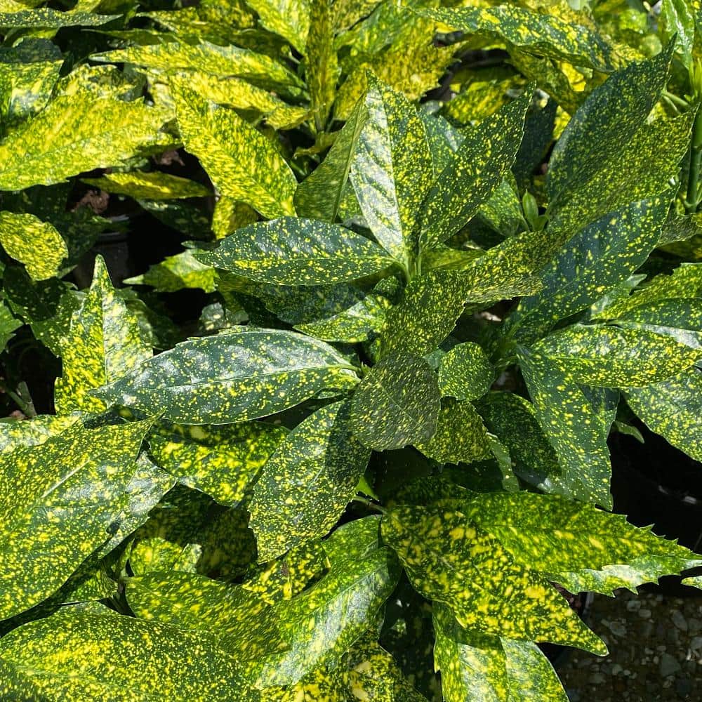 2.5 Gal – Variegated Gold Dust Aucuba, Live Evergreen Shrub Plant - Hercitys