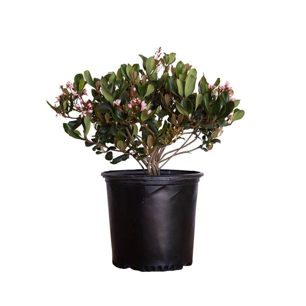 2.5 Gal. Eleanor Taber Indian Hawthorn, Live Evergreen Shrub, Pink Blooms - Hercitys
