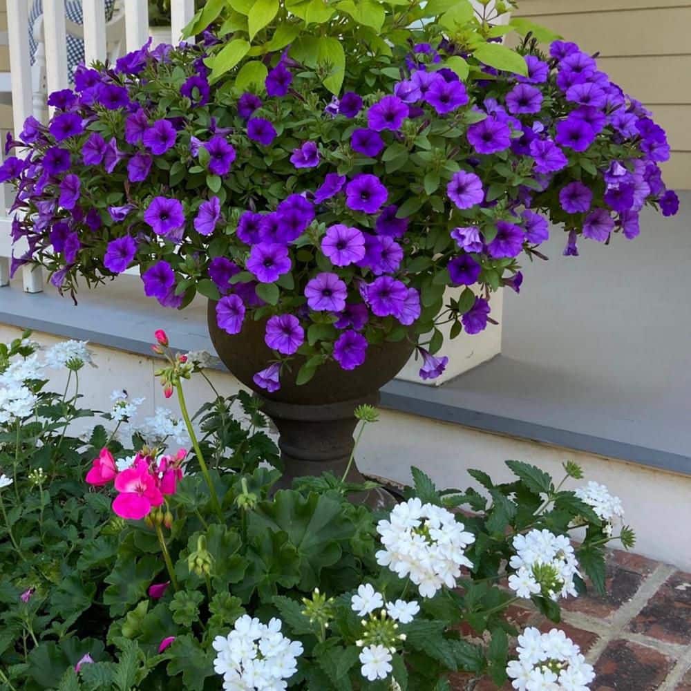 4.25 in. Eco+ Grande Supertunia Mini Vista Indigo (Petunia Hybrid) Live Annual Plant with Blue Flowers 4-Pack - Hercitys
