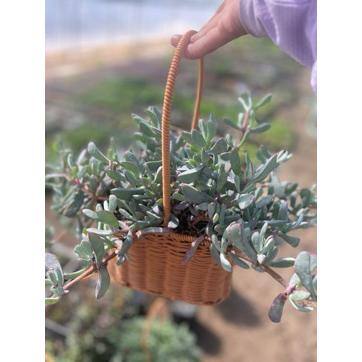 5 in. Oscularia Pedunculata with Mauve Flowers, Succulent Plants in Grower Hanging Pot - Hercitys