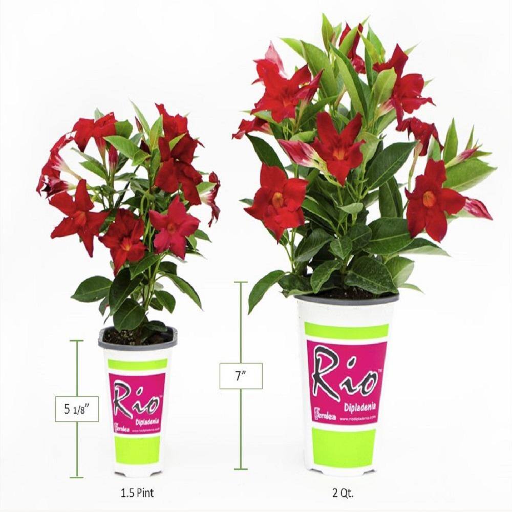 1.5 Pint Dipladenia Flowering Annual Shrub with Pink Flowers (4-Pack) - Hercitys