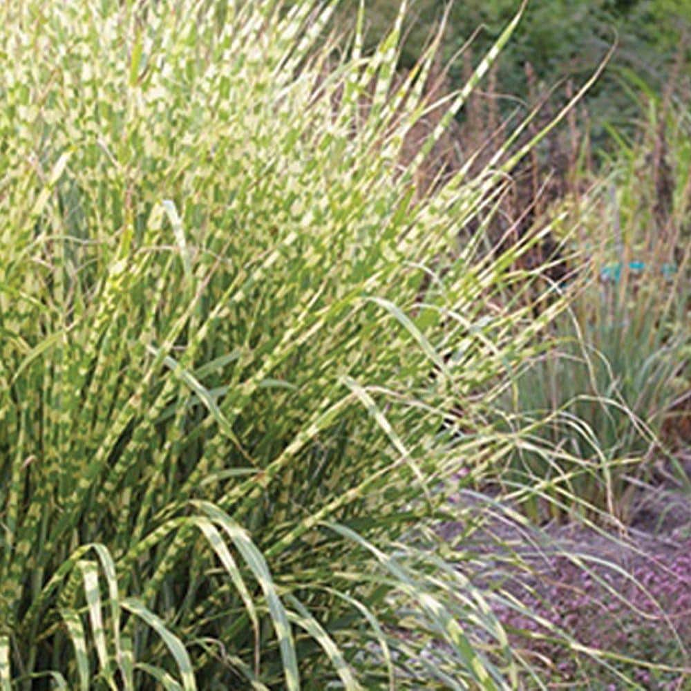 2.5 Qt. Gold Breeze(Miscanthus), Live Plant, Green and Golden-Yellow Variegated Foliage - Hercitys