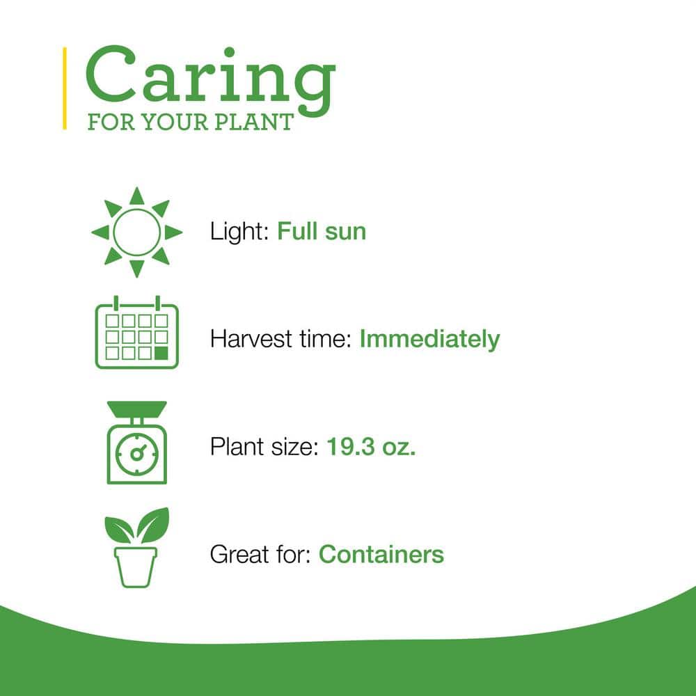 19 oz. Cilantro Herb Plant (2-Pack) - Hercitys