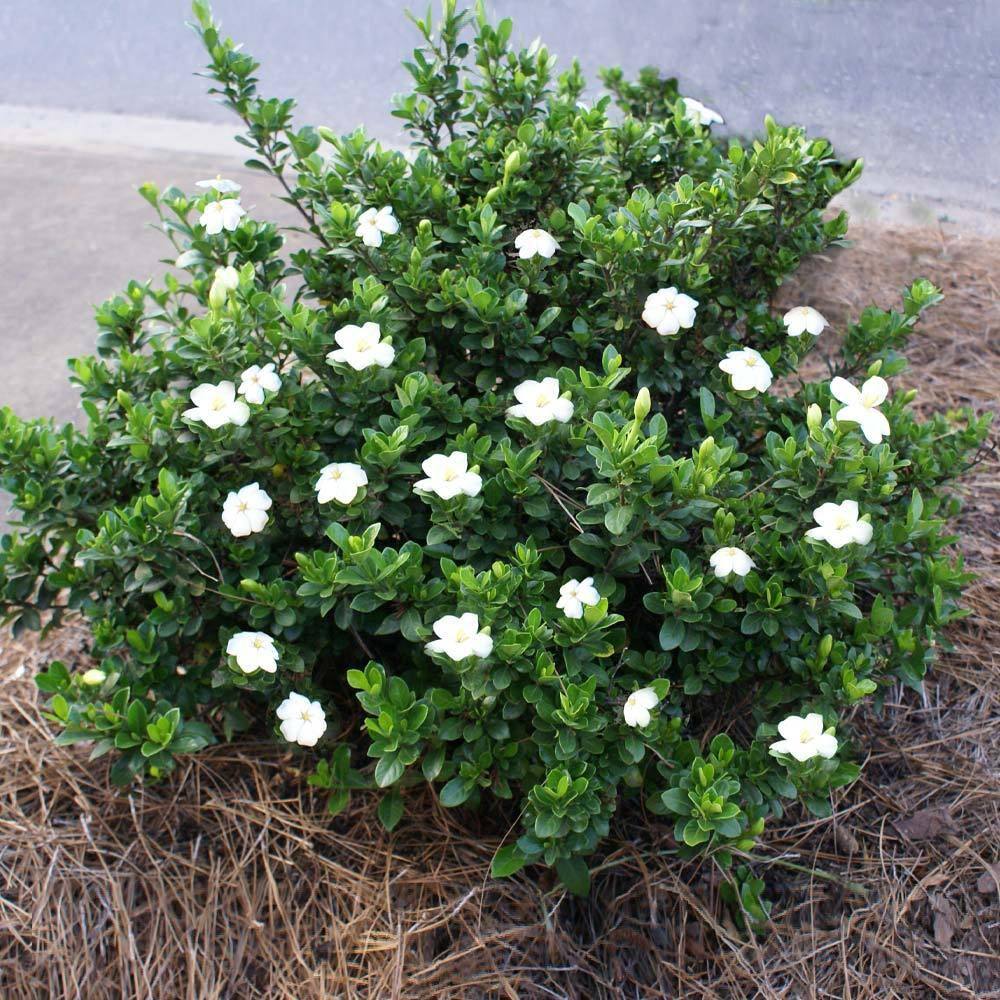 3 Gal. Radicans Gardenia Flowering Shrub with White Blooms - Hercitys