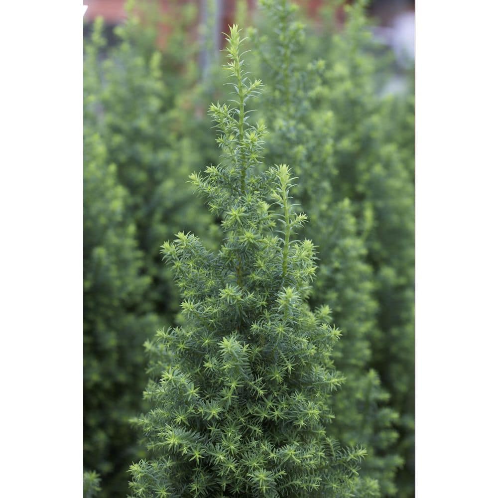 3 Gal. Pot, Electric Blue Upright Deodora Cedar Potted Evergreen Tree (1-Pack) - Hercitys