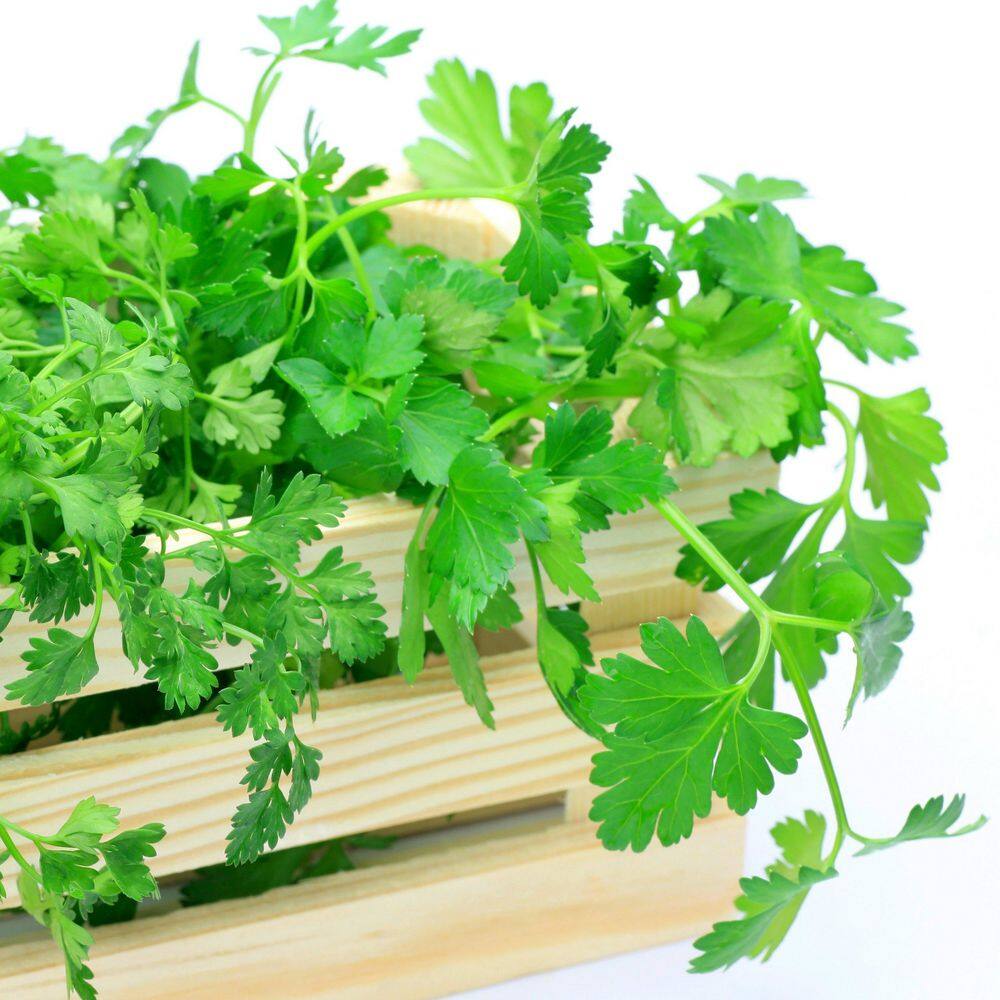 2.5 in. Parsley Italian Plant (3-Pack) - Hercitys