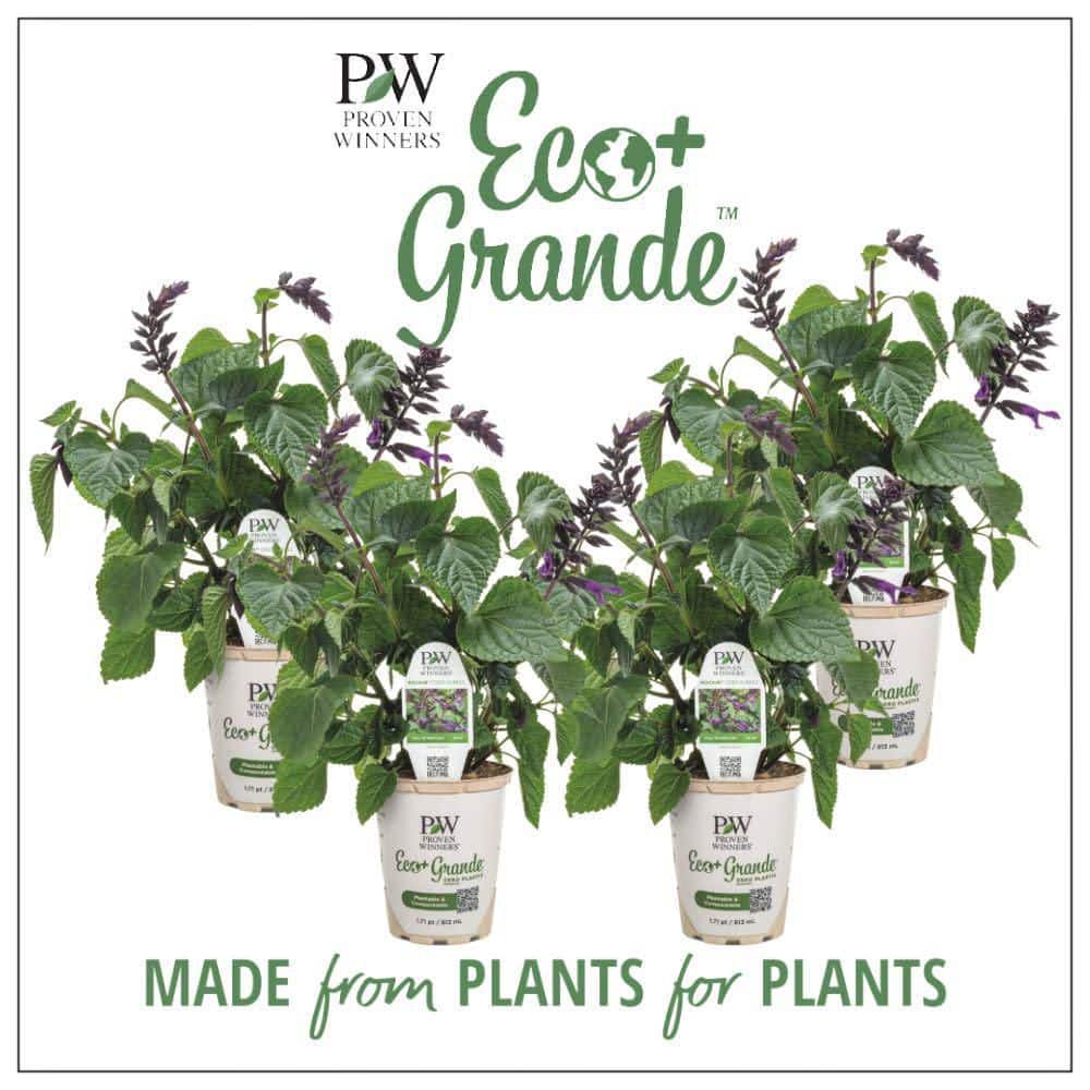 4.25 in. Eco+ Grande Rockin’ Deep Purple Salvia (Hybrid) Live Annual Plant with Purple Flowers 4-Pack - Hercitys