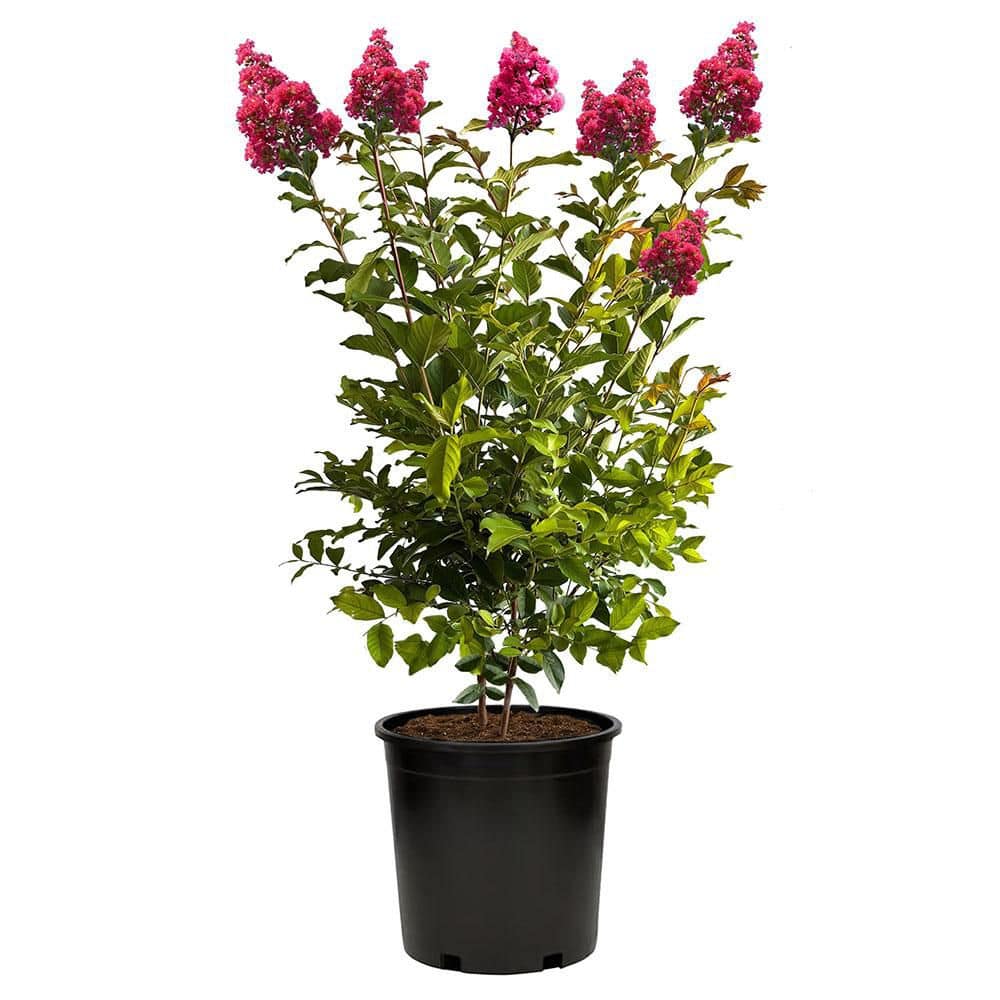 2.25 Gal. Tuscarora Crape Myrtle Tree - Hercitys