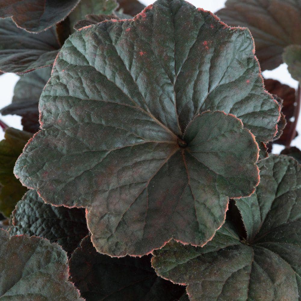 2 Gal. Dark Magic Coral Bells (Heuchera), Live Perennial Plant, Purple-Bronze Foliage - Hercitys