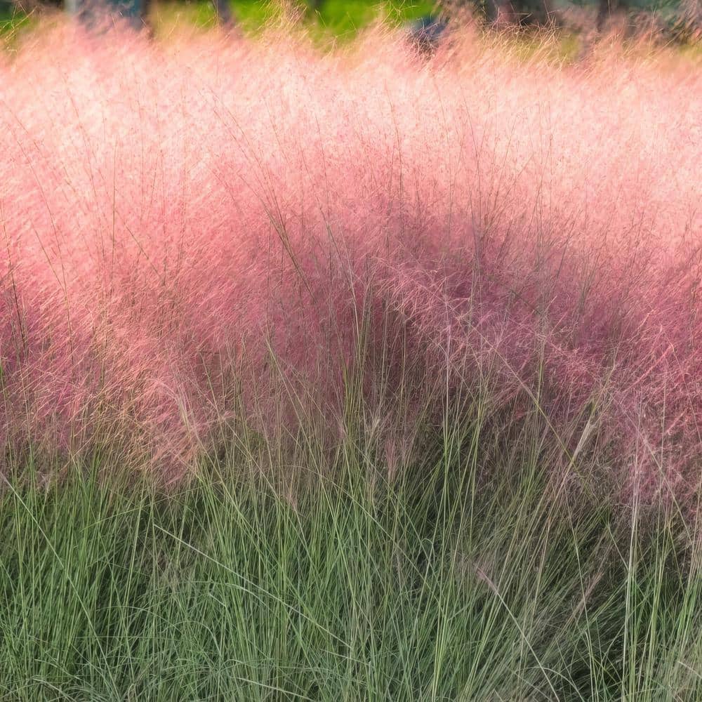 2.5 Qt. Pink Muhly Grass with Pink Bloms - Hercitys