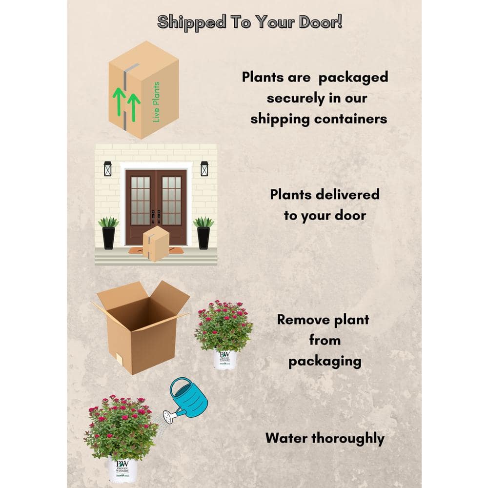 2 Gal. Double Play Doozie (Spirea) Live Shrub with Pink Flowers - Hercitys