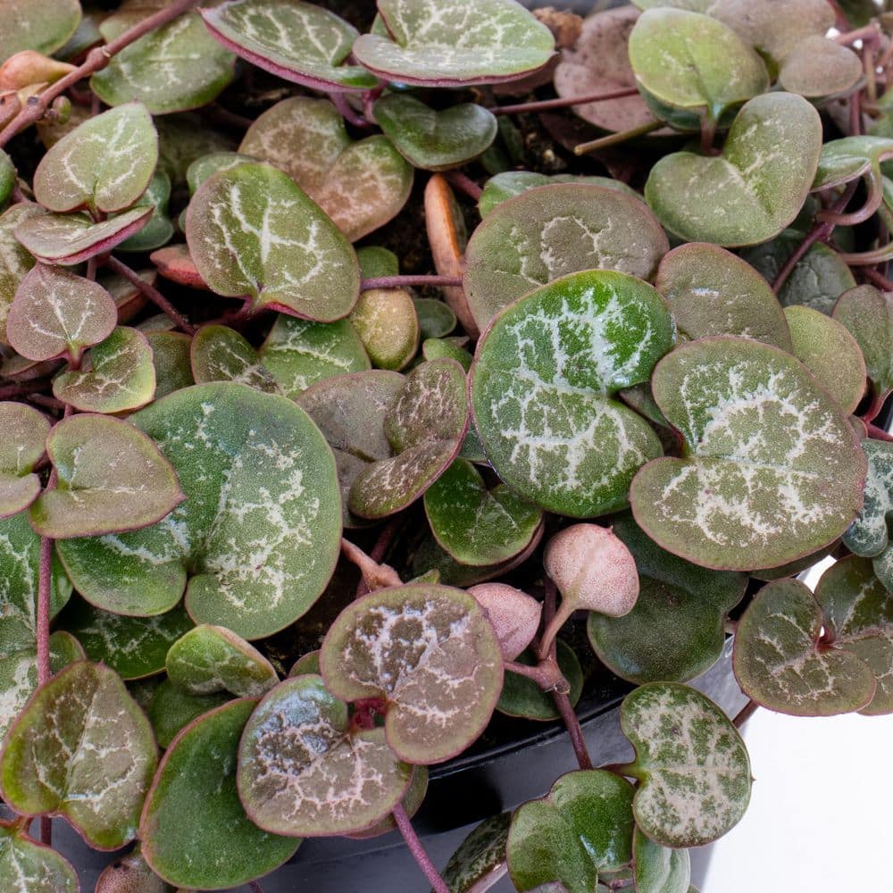 4 in. String of Hearts Ceropegia woodii Succulent Plant in Grower Pot - Hercitys