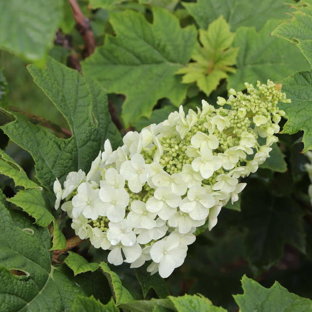 4.5 in. qt. Gatsby Glow Ball Oakleaf Hydrangea (Quercifolia) Live Flowering Shrub with White to Green Flowers - Hercitys