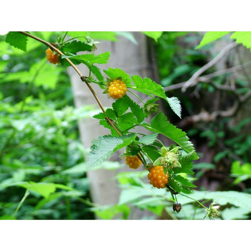 1 Gal. Salmonberry Native Shrub with Golden Sweet Fruit Similar to Raspberry - Hercitys