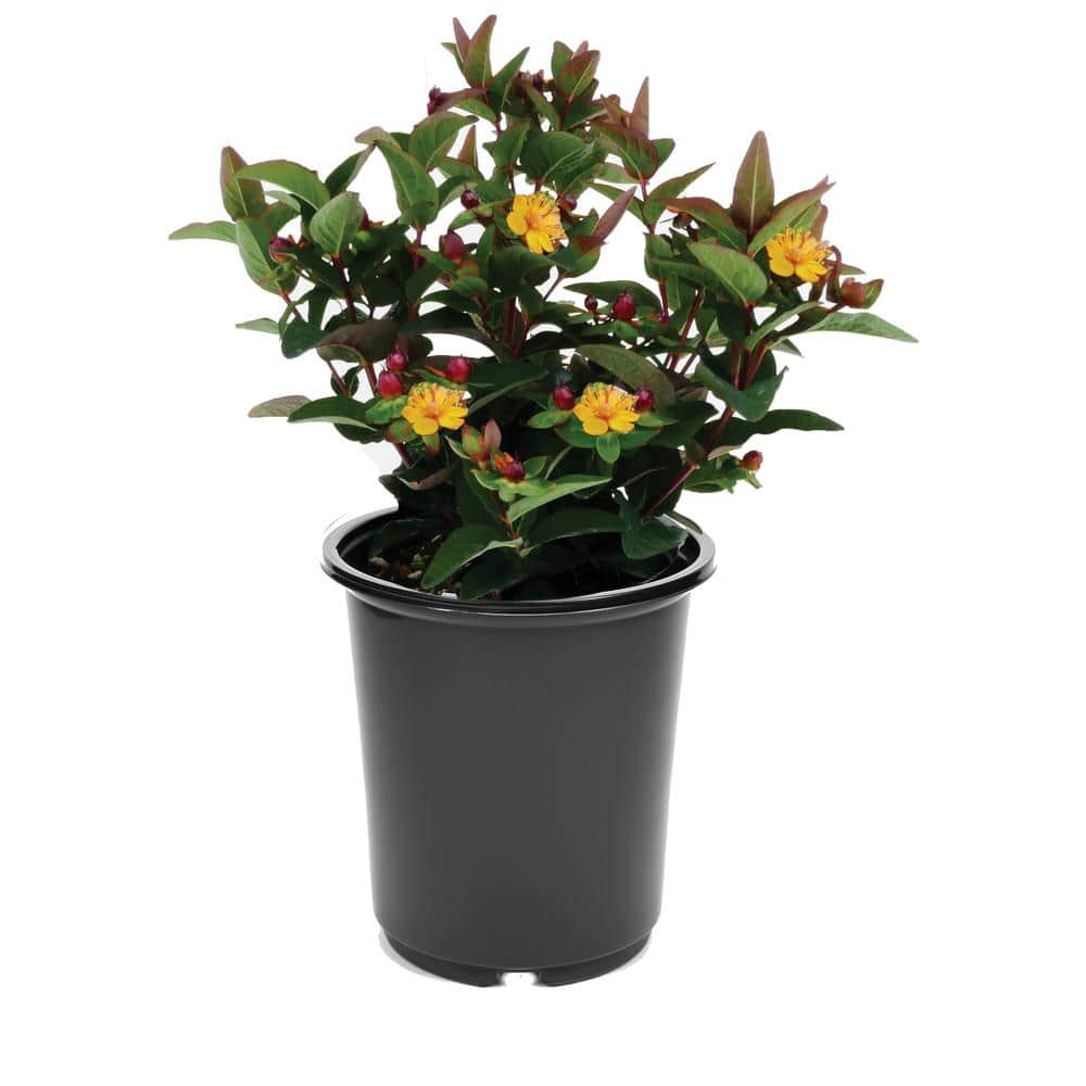 2.5 qt. Yellow Hypericum Granger Perennial - Hercitys