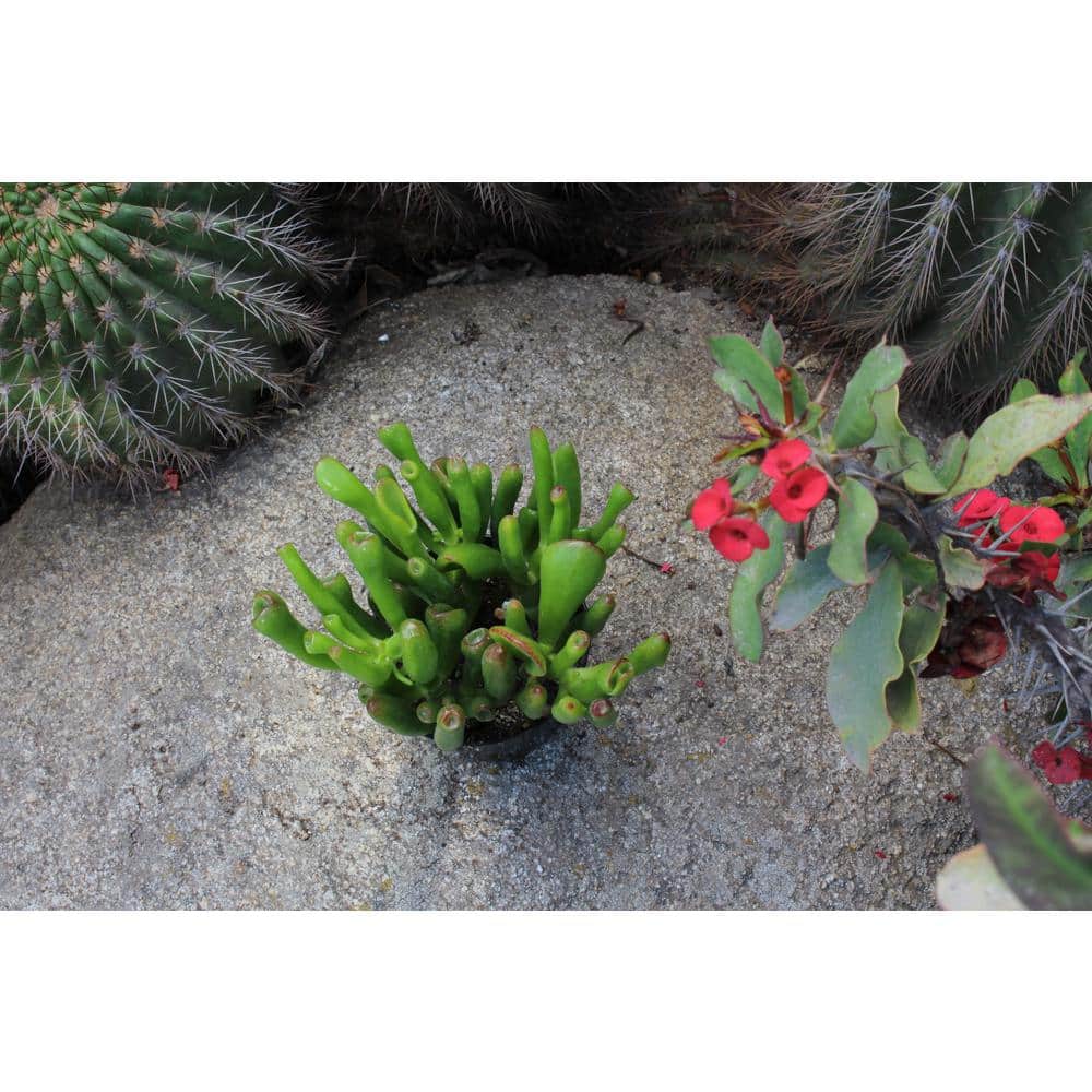 1G Crassula Ovata Gollum (Jade Plant) - Hercitys