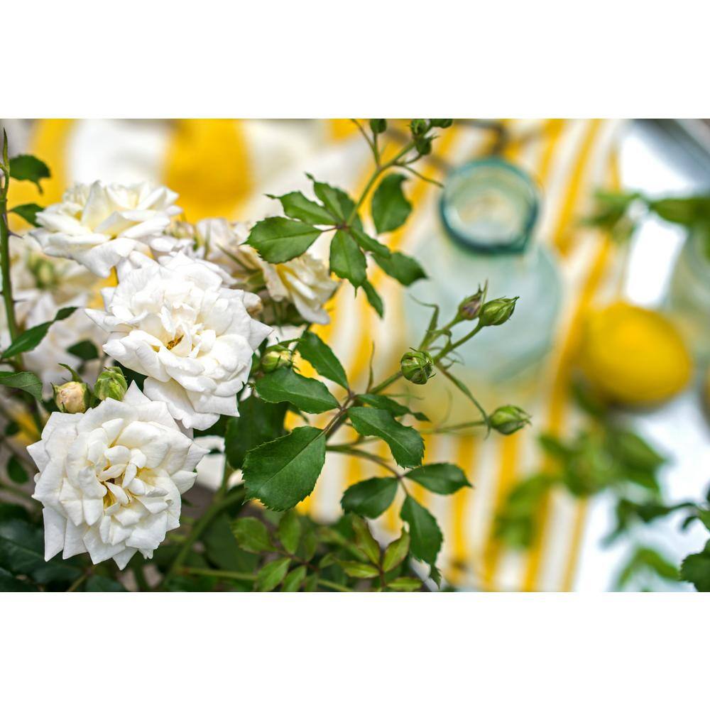 3 Gal. White Drift Rose Bush with White Flowers - Hercitys