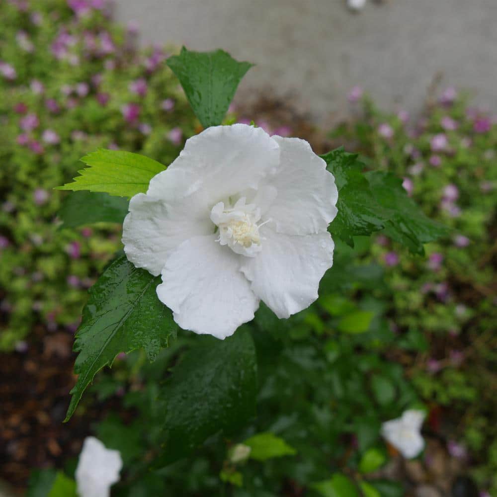 2 Gal. White Pillar Rose of Sharon (Hibiscus) Plant with White Flowers - Hercitys
