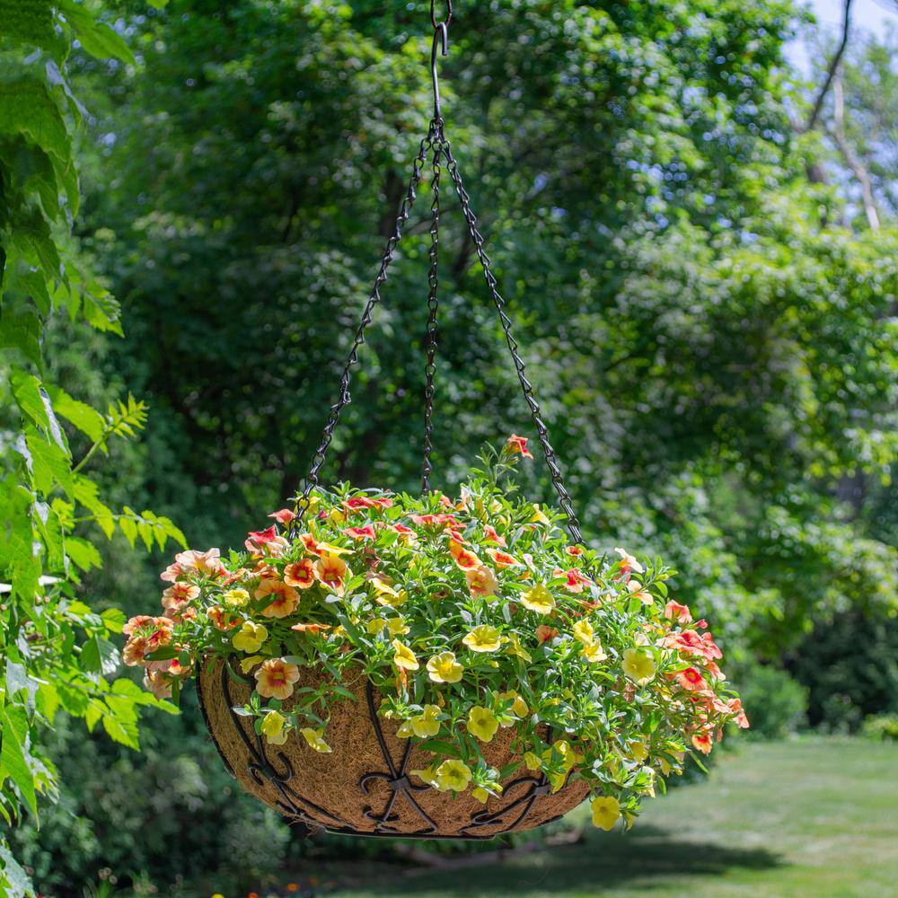 14 in. Painted Steel Filigree Hanging Basket with Coco Liner - Hercitys