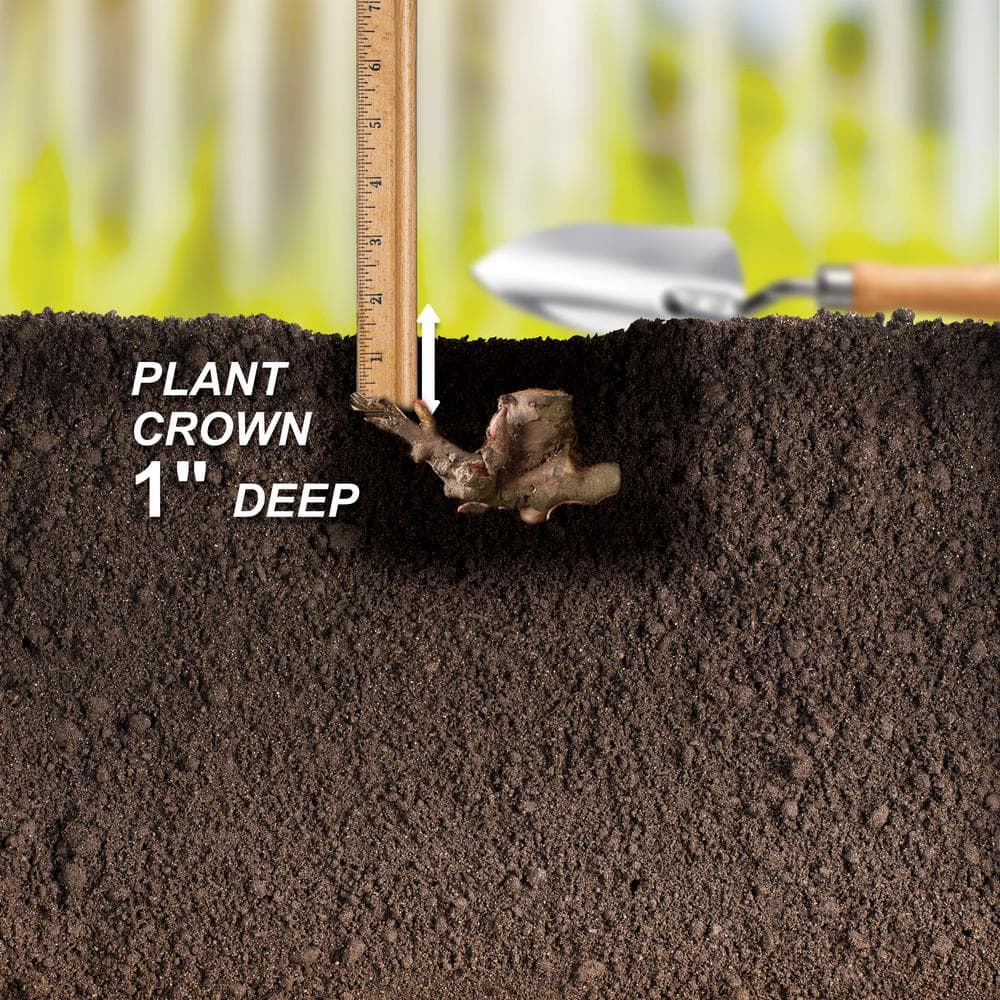 3/5 Eyes, Bartzella Itoh Peony Flower Bulbs, Live Bare Root (Bag of 1) - Hercitys