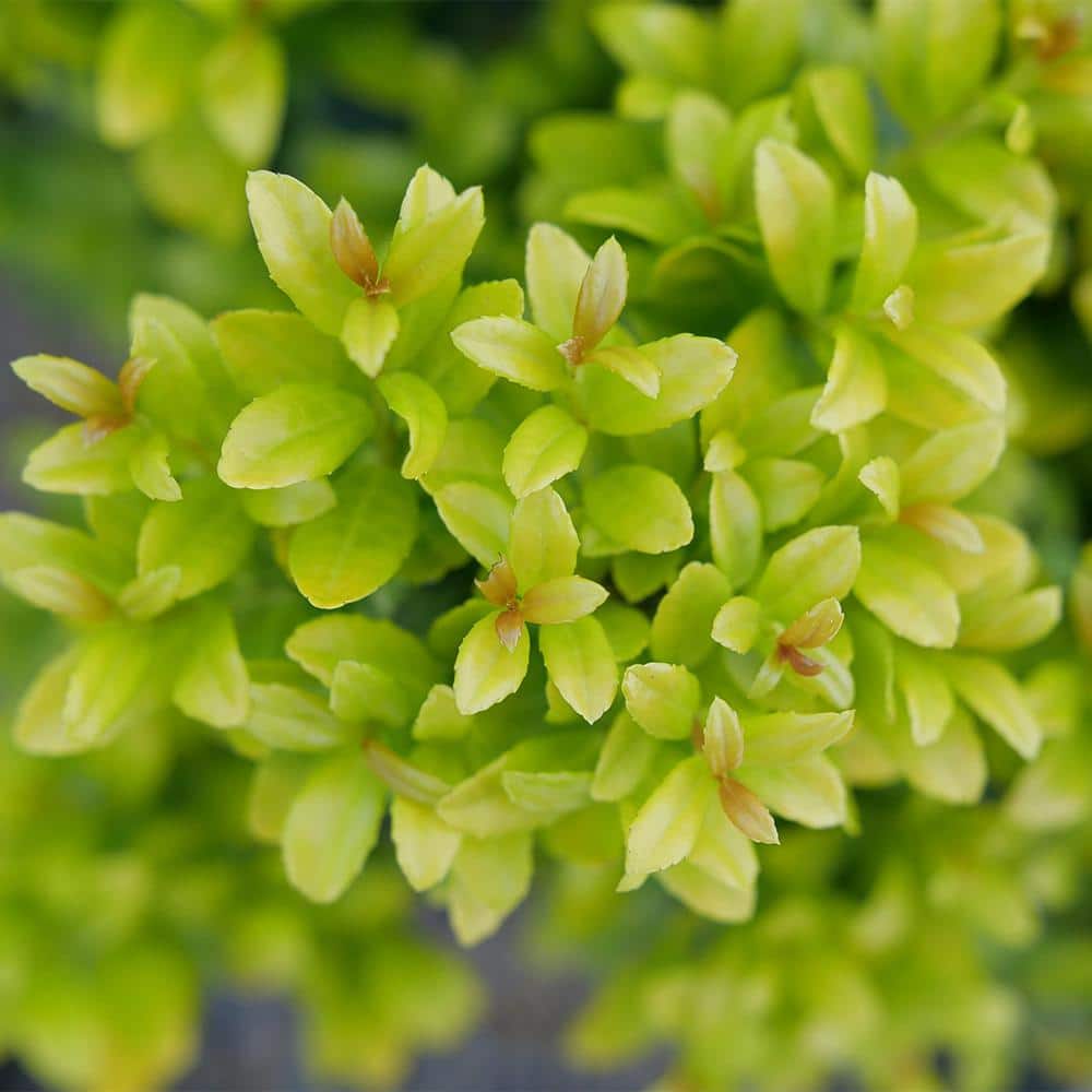 2 Gal. Glow Pop Holly Shrub - Hercitys