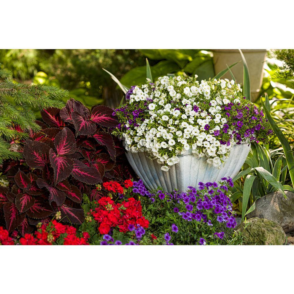 4.25 in. Eco+Grande, Superbells White (Calibrachoa) Live Plants, White Flowers (4-Pack) - Hercitys