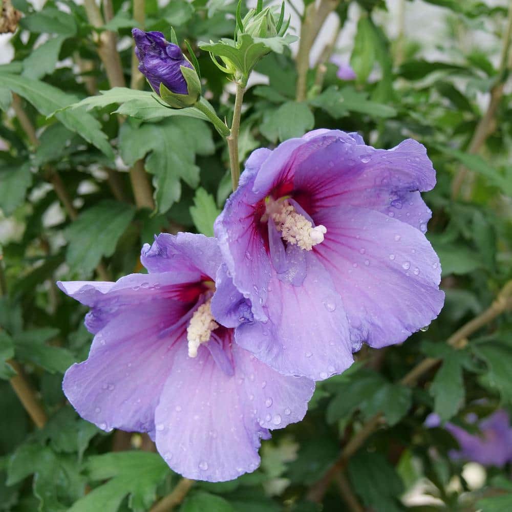 2 Gal. Paraplu Violet Rose of Sharon (Hibiscus) Shrub with Blue-Violet Flowers - Hercitys