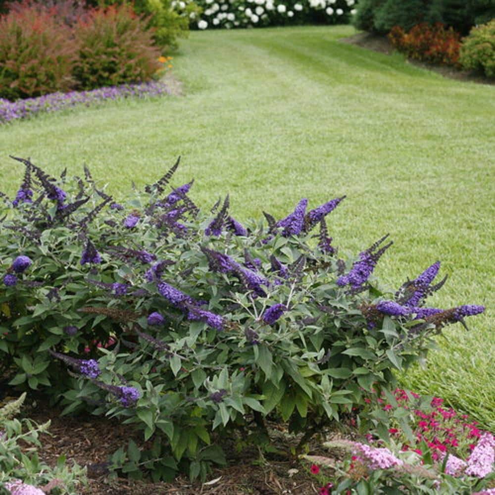 3 Gal. Pugster Blue Butterfly Bush (Buddleia) Live Flowering Shrub with True-Blue Flowers - Hercitys