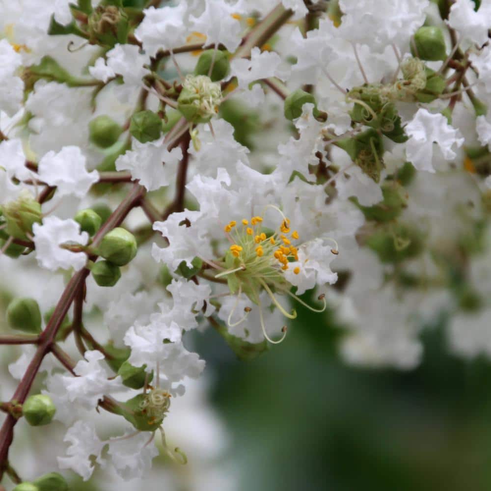 3 gal. Crape Myrtle Natchez Shrub with White Flowers - Hercitys