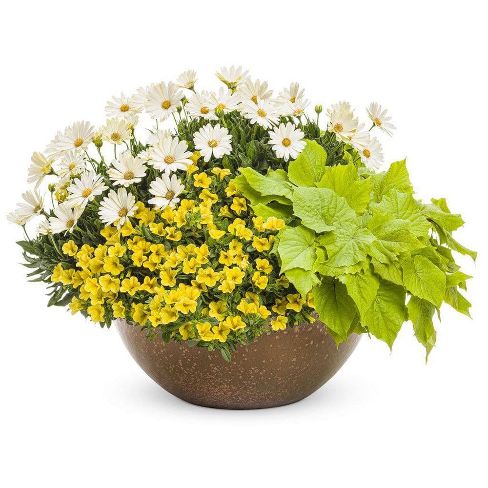 4.25 in. Eco+Grande Bright Lights White African Daisy (Osteospermum) Live Plant, White Flowers (4-Pack) - Hercitys