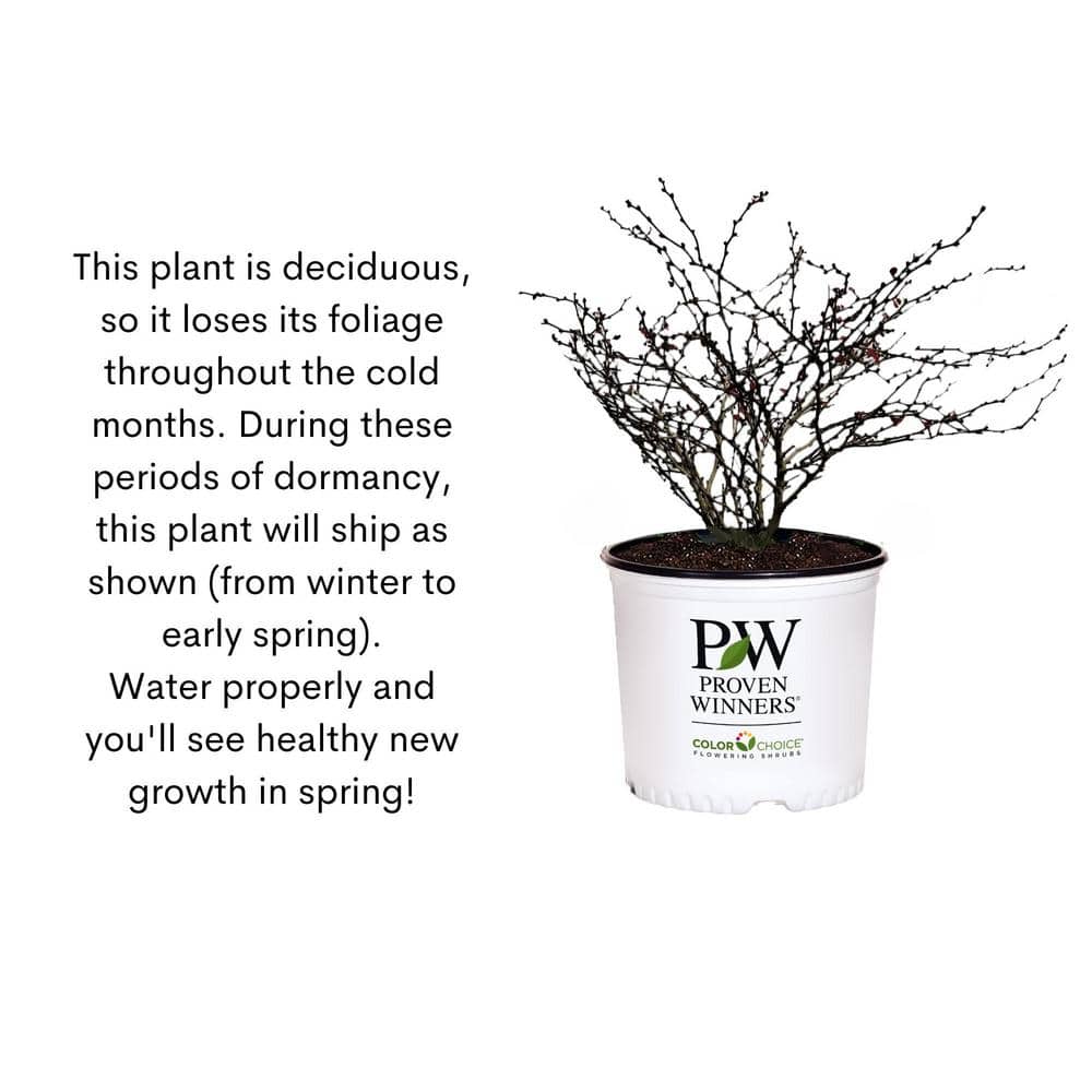 2 Gal. Sunjoy Gold Pillar Barberry Shrub with Vivid Gold Foliage - Hercitys