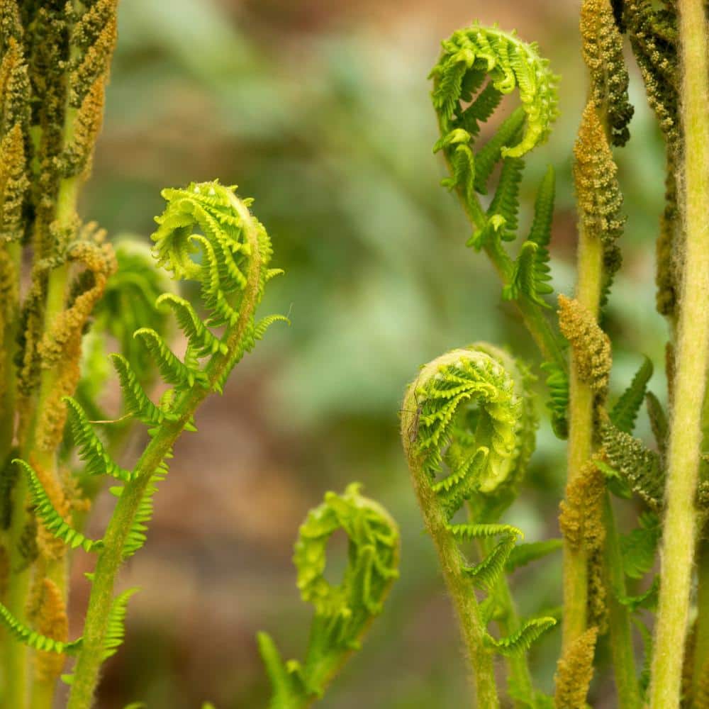 2.5 in. Cinnamon Fern Perennial Plant (3-Pack) - Hercitys