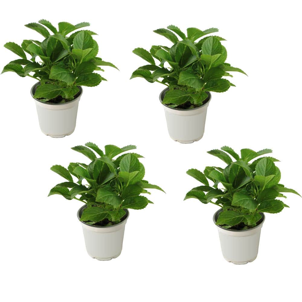 4 in. Red Beauty Hydrangea Shrub with Red Flowers (4-Piece) - Hercitys