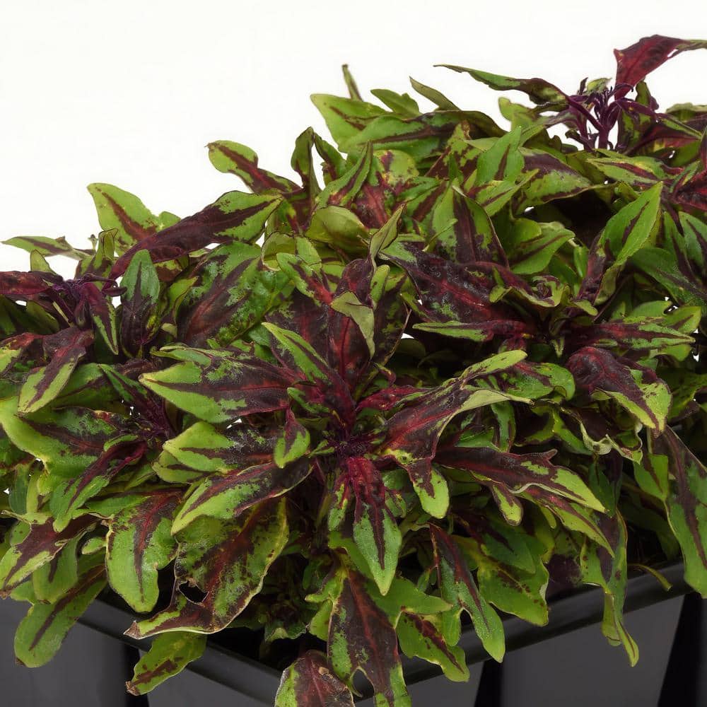 2.5 in. Coleus Flame Thrower Chili Pepper Annual Plant (3-Pack) - Hercitys